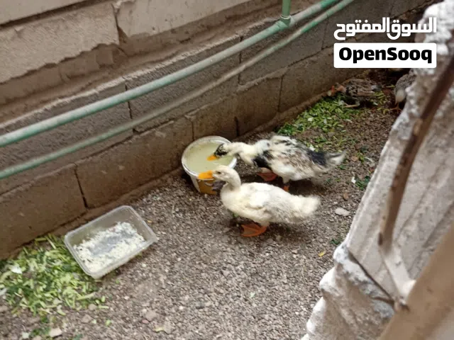 بط لبيع البصره