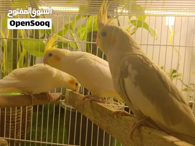 كوكتيل عدد 3 اثنين شكريات وواحد سينامون مخاليف توهن بدن ياكلن وحدهن ..الجنس غير محدد..