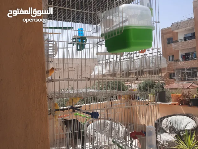 عصافير كنار