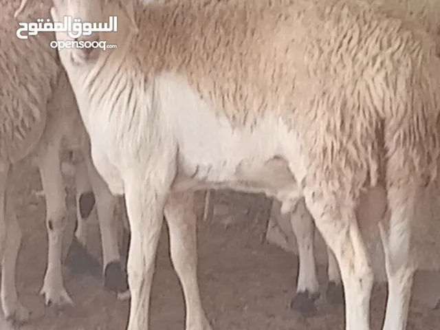 فحل ينفع حق تربيه تواصل على موقع