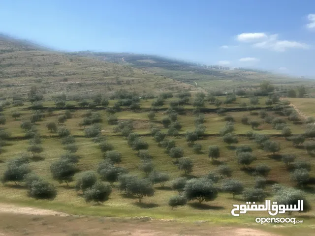 Farm Land for Sale in Jerash Unaybah