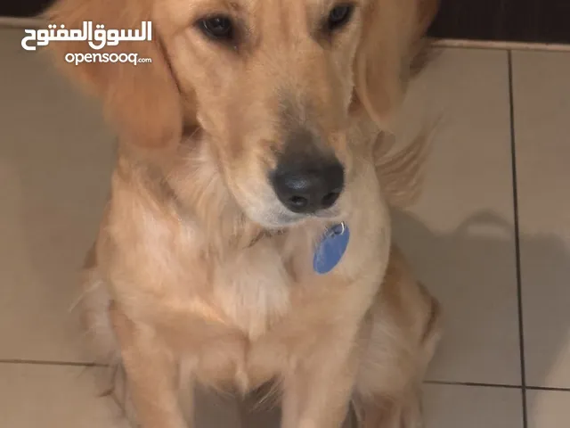 Golden retriever for adoption