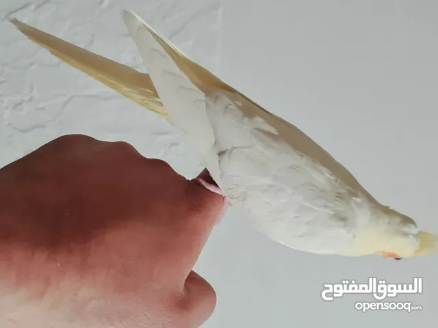 ببغاء كوكتيل بلدي أليف جدا صغير يصلح لتدريبه على الكلام والأصوات..فرخ ماشاء الله عليه