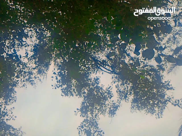 محاجير الغربيه اللي على