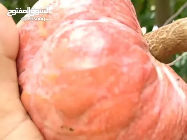 بيع شتلات/وسماد عضوي (كاكاو/كرز/بشملة/لوز/كازو/موز/سدر مقضماني/بوت باكستان ، وبرقوق) والنوادر بعد.