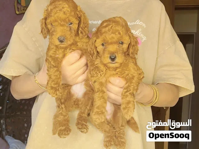 للبيع جراوي جميلة وصحية