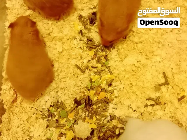 يتوفر همستر