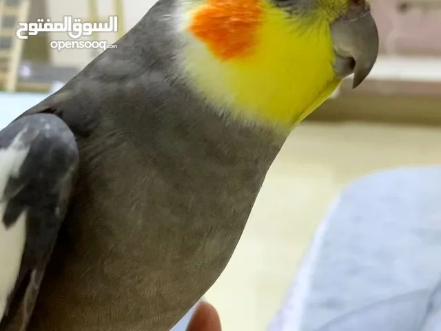محتاج اشتري اي حاجه من دول (اقرء الوصف)