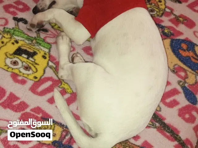 كلب من نوع جاك راسل تيرير أنثي عمرها 5 شهور للبيع لديها كرنيها و ملقح