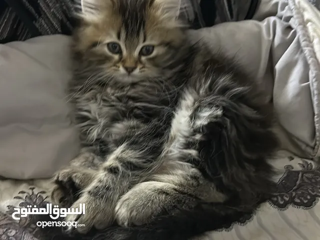 ذكر عمر شهرين هادي ويحب يلعب متعود ع التر بوكس والدراس فود