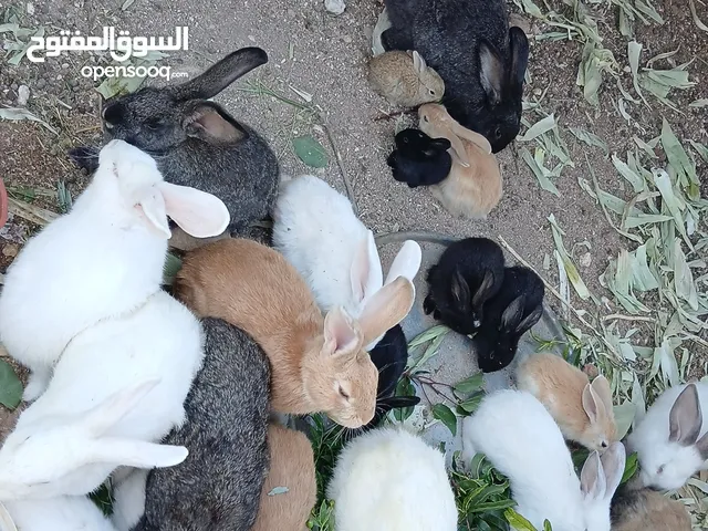كوم ارانب للبيع شغالات%100 صحه ونظافه ما شاء الله