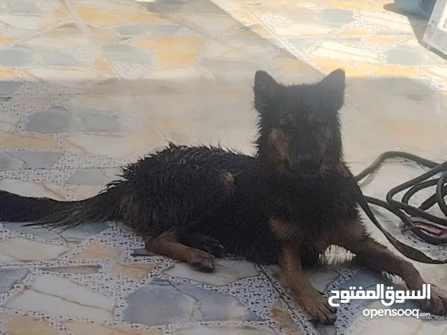 سلام عليكم كلب البيع البصره القبله جيرمان نثيه عمر6 أشهر الكلب شوفت عيونك عكب وخذ