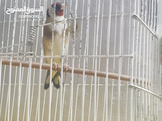 فحل حسون ترباي ع الاول ابو فراخ بابصلاة ع النبي