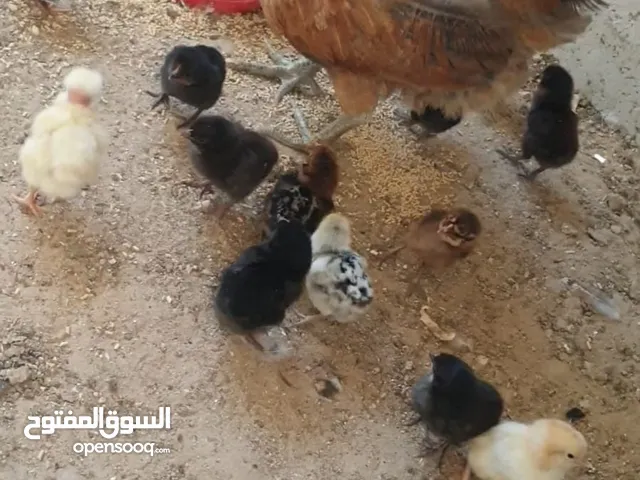 جاجه بلديه معها 14 صوص بلدي