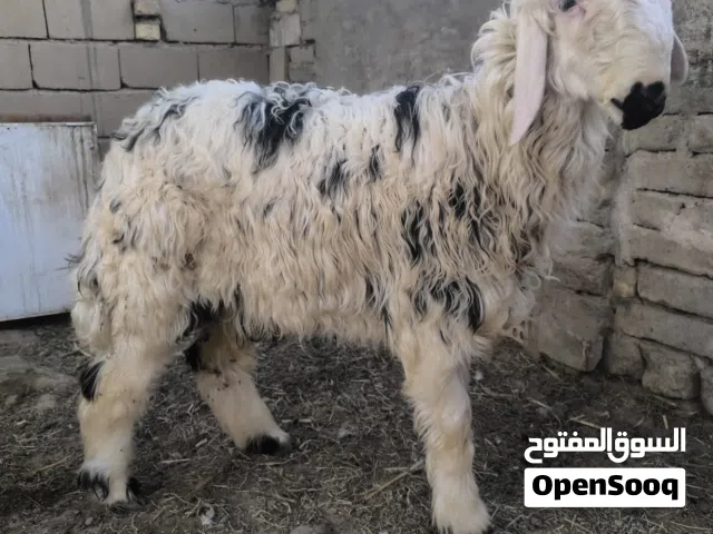 خراف  ملأت بيت  فحل ونثية للتواصل