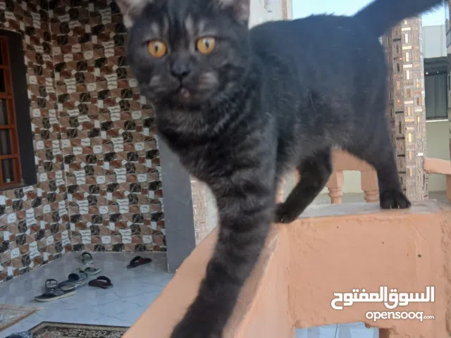 للبيع قط ذكر سكوتش ستريت مستوى جميل اقراء الوصف