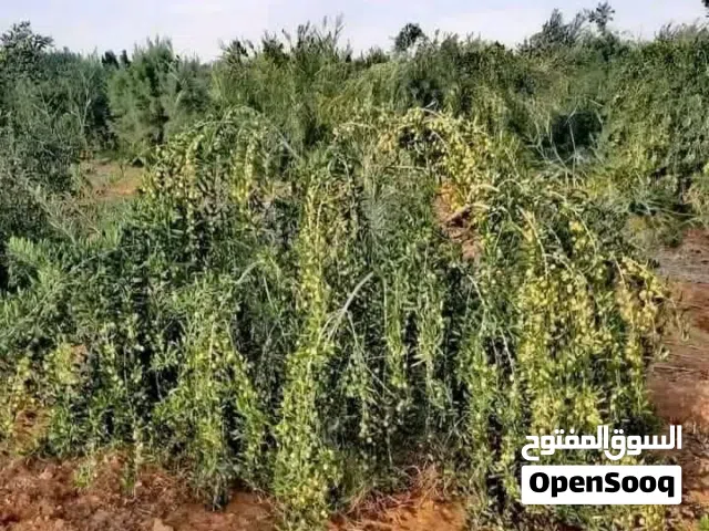 يتوفر زيتون كرنتينا ايطالي درجه اولى يتوفر بحجم السنه وسنتين وتلات سنوات