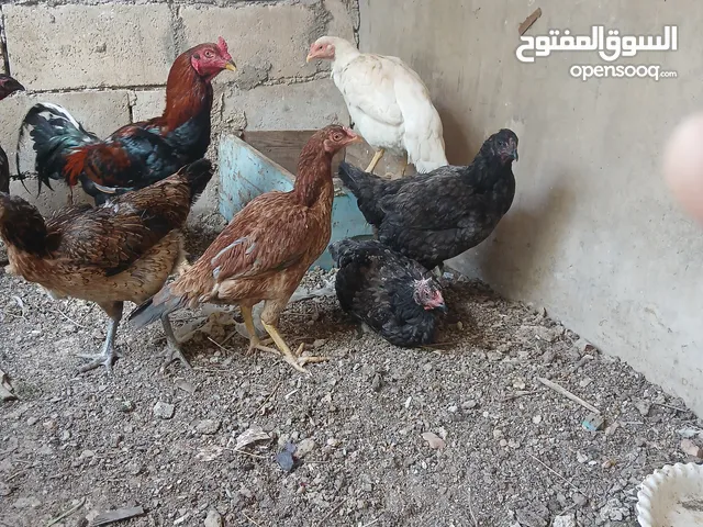 يوجد دجاج باكستاني وديك باكستاني مقاتل ويوجد 9 دجاجات لوهمان بياضات ويوجد 18 صوص عمر شهر و20يوم