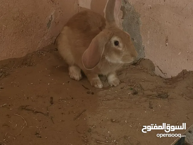 ذكور أرنب للبيع