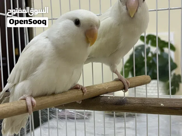 روز البينو عين حمراء عدد 2
