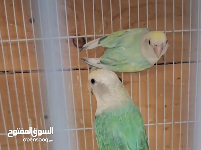 طيور لافبير لبيع