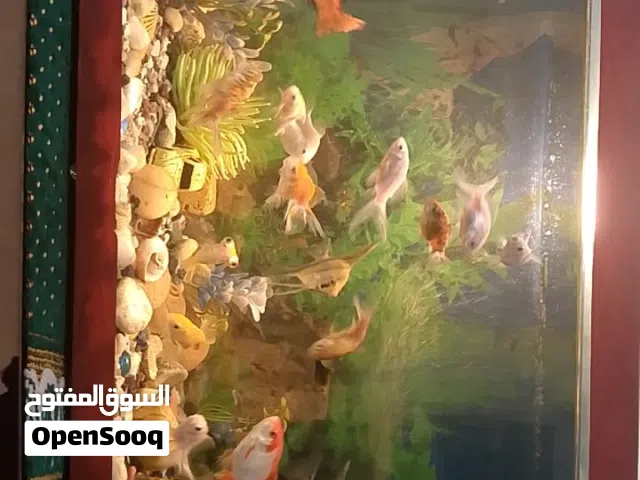 حوض سمك 70 سم