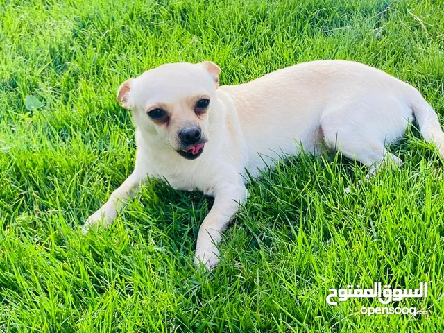 كلاب شيواوا