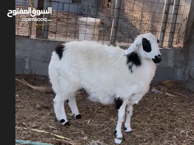 حمله بكر سمينه فول فول