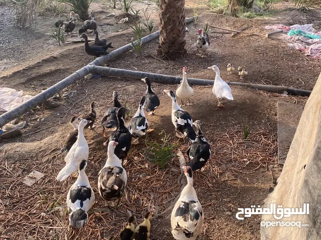 للبيع بط مصري