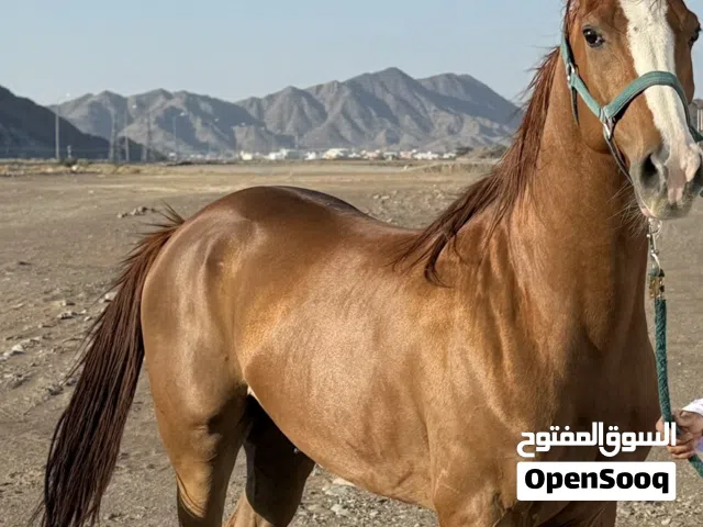 للبيع حصان بدون اصابات