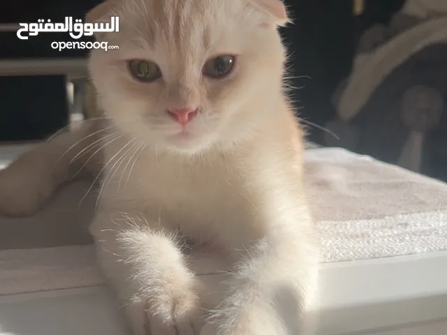 قط سكوتش فولد ذكر البيع بعد الخصم 500 استلام فوري