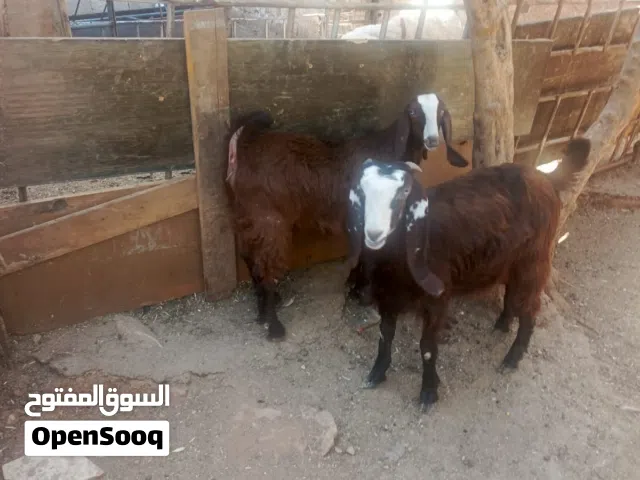 ما شاء الله تبارك الرحمن