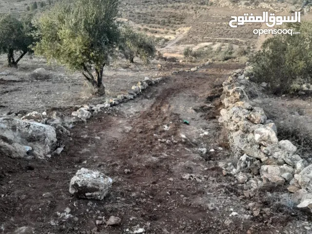 ارض زيتون للبيع