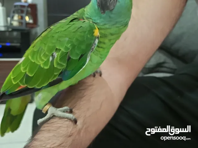 للبيع أمازون مشروط