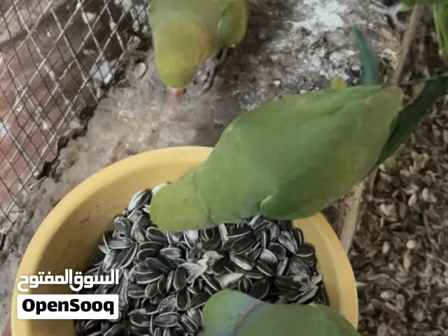 ببغاد دره زوج نص نص أليف