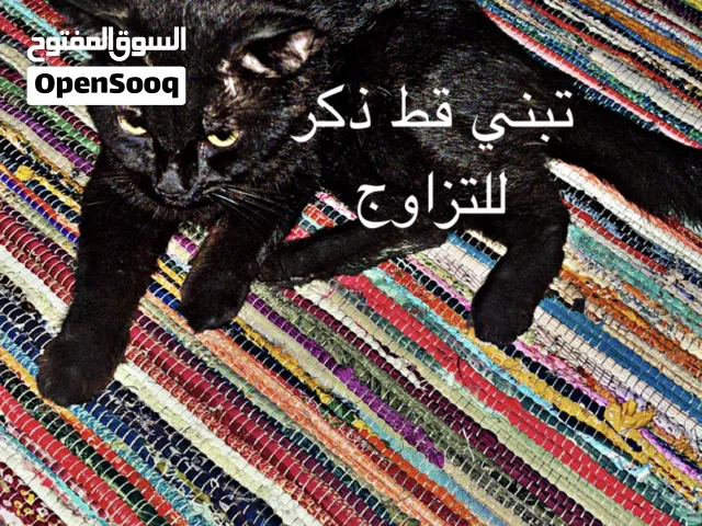 قط ذكر (للتبني) اقراء الوصف