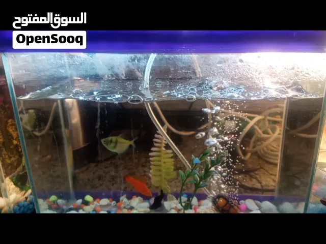 احواض حوت كاملات للبيع