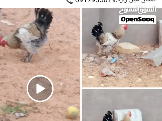 السلام عليكم.ديك برهما للبيع