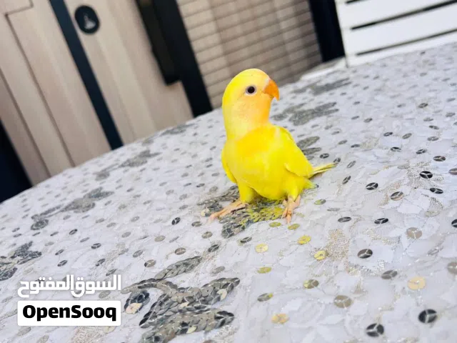 متوفر ببغاء روز مروضات ترويض ربي يبارك حجم وصحة وترويض