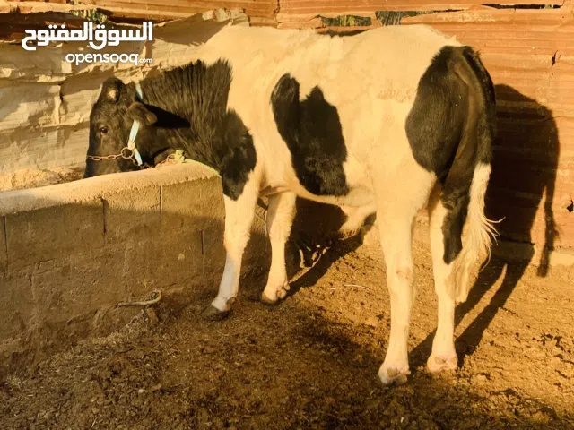 عجل سمين مفول سعره 1,800 إلف مكاني بصره شط ألعرب الكباسي