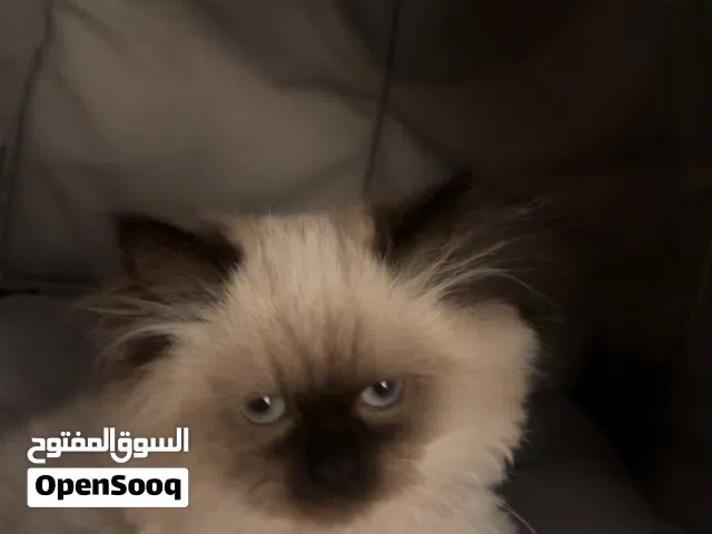 قطة هيمالايا ذكر للبيع قابل للتفاوض