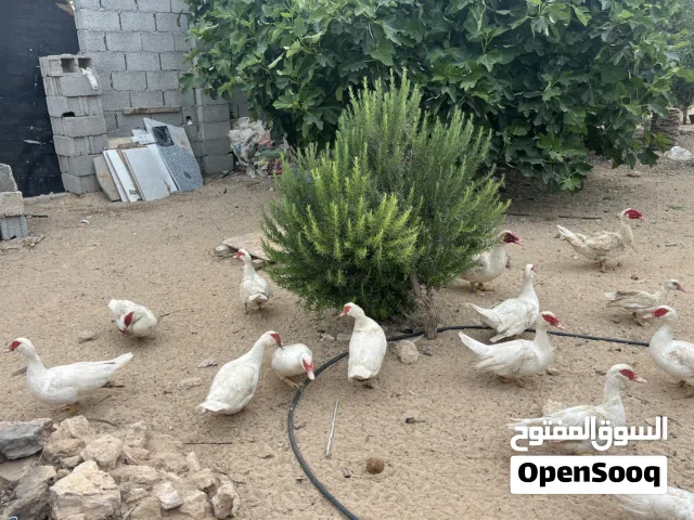بط للبيع المكان مصراتة