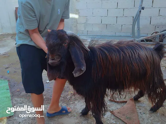 اتيوس اصلية عدد 1