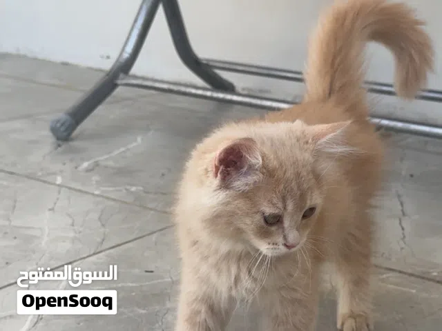 3 بزازين شيرازي
