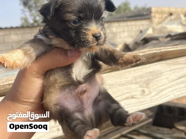 كلب شيواو للبيع