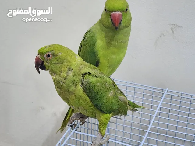 One pair of lovely And friendly little parrots for sale!