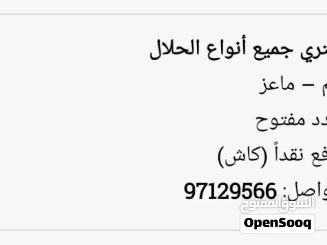نشتري غنم و معزا العدد مفتوح والدفع كاش من جميع مناطق الكويت