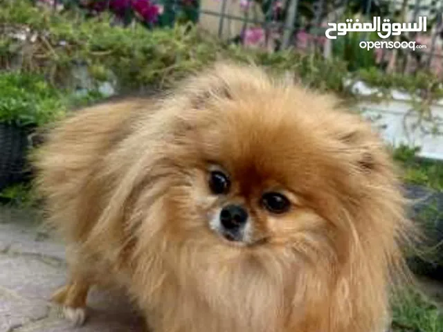 للبيع بوميرنيان ( Pomeranian for sale (a playful female who is educated on the bathroom and everythi
