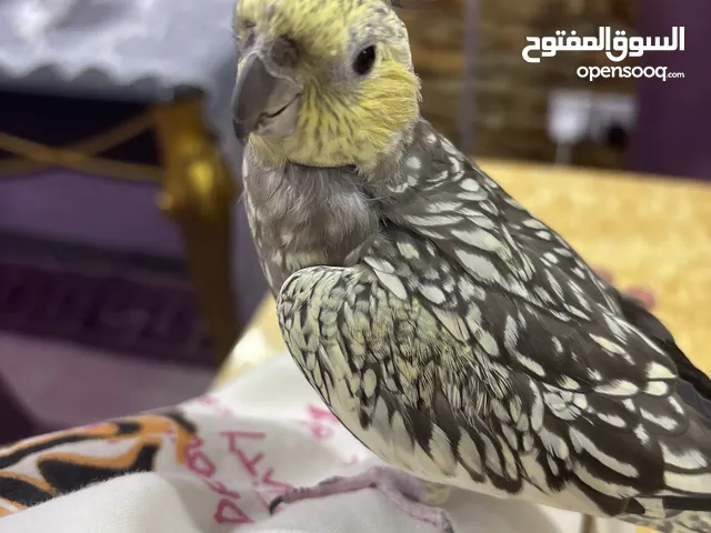 كوكتيل انثى منتجه مدربه للبيع trained female cocktail