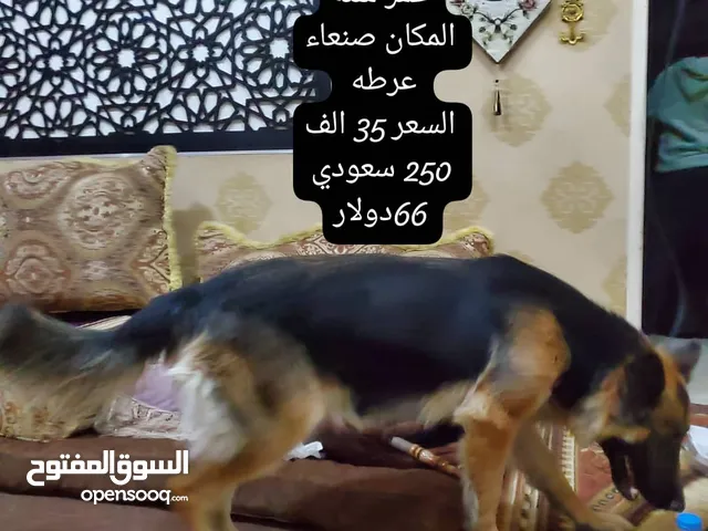 انثي جرمن عمر سنه